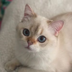 Meet your Posher, Cindy